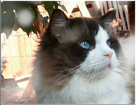 Mylo