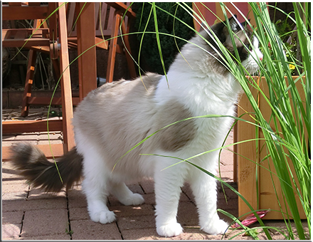 Mylo