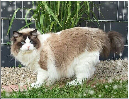 Mylo