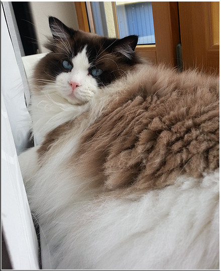 Maylo
